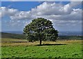 Tree at Bowstonegate in Kettleshulme and Lyme Handley