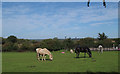 Horses in pasture, nr Church Farm, Stapleford Abbotts in RM4 1ES