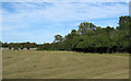 Recently mown grass field, nr Murthering Lane, Navestock in CM14 5SU