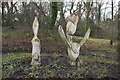 Wooden sculptures, Appley Park in PO33 1LJ