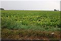 Vegetable field south of Thorney in PE6 0RA