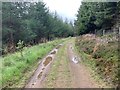Track in Craig Urrard wood in PH18 5TX