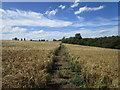 Footpath through a barley field in LE14 3PB