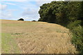 Field edge beside path to Netherley Down in PO8 0AW