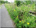Wild flowers beside the footpath at Mountsett in DH9 9HU