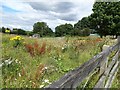 Wild flowers on a vacant plot at Dipton in DH9 9LD