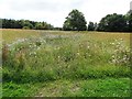 Wild flower plot at Dipton in DH9 9LD