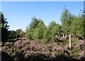 Heather and tree plantings near Firpark in ML11 8NB