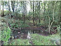 Small Woodland Pond, Weetslade Country Park in NE13 6NS