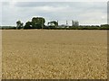 Wheatfield near Kelham in NG23 5RB