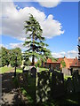 Cedar tree in the churchyard, Rippingale in PE10 0SU