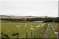 Sheep Grazing in DD8 2SB