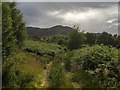 Overgrown track at Tarvie in IV14 9EJ