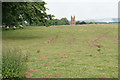 Field of sheep near Enville in West Midlands English Region
