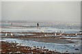 Low tide, Pevensey Bay beach in BN24 6NX