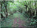 Llwybr coedog uwchben Crwbin / Wooded path above Crwbin in SA17 5EE