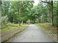 Forest track above Cook's Green Farm in DY14 9UU