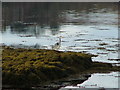 Heron on Loch Treaslane in IV51 9NX
