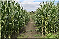 Path through sweetcorn crop, toward Huish in SN8 4JW