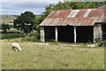 Sheep and farm building, Draycott Fitz Payne in SN8 4JT