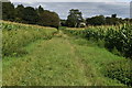 Grassy track through sweetcorn field in SN9 5NN