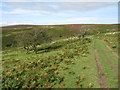 Quantock Hills near Bicknoller in TA4 4BE