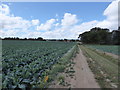 Footpath by a cabbage field in IP11 0RZ