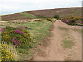 Track on the Quantock Hills near Bicknoller in TA5 1SG