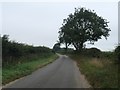 Trees along Choseley Road in PE31 8LZ