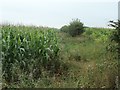 Two maize fields, east of Choseley Road in PE31 8LZ