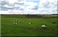 Sheep grazing, Fortrie in AB42 4UN