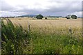 Wheat near Hillhead in AB43 8UW