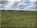 Hillside field with bales towards South Dumpston in AB42 4UH