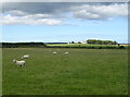 Sheep grazing near Torterston in Inverugie
