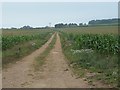 Track heading north-east to Norton Hall Farm in PE31 8FQ
