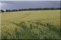 Wheat, Knaps of Bedlam in AB53 6XL