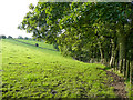 Looking along the edge of Sun Wood from Footpath 10/172/6 in HX3 7LD