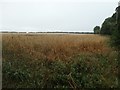 Field east of Crow Hall Farm in Burnham Market & Docking Ward