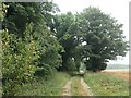 Track along the western edge of Gravelpit Plantation in Burnham Market & Docking Ward