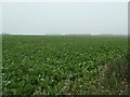 Sugar beet field, on the east side of the B1153 in PE31 8QR