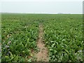 Tractor tracks in a sugar beet field in PE31 8QR