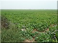 Meadow cranesbill at the edge of a sugar beet field in PE31 8QR