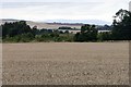 Wheat Field in DD8 2LY