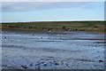Mudflats, East Fleet in DT4 9NR