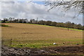 Field by Ivyhouse Lane in GU32 1DP