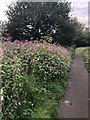 Proliferation of Himalayan Balsam, Bollin Valley Way in SK10 4BR