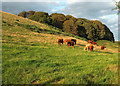 Cattle by Rams Hill Copse in TQ3 3FR