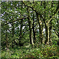 Woodland by Gibbet Lane near Stourton, Staffordshire in DY7 6PF