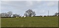 Sheep grazing in Froxfield and Privett