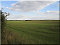 Sown field near Tickencote in Tickencote